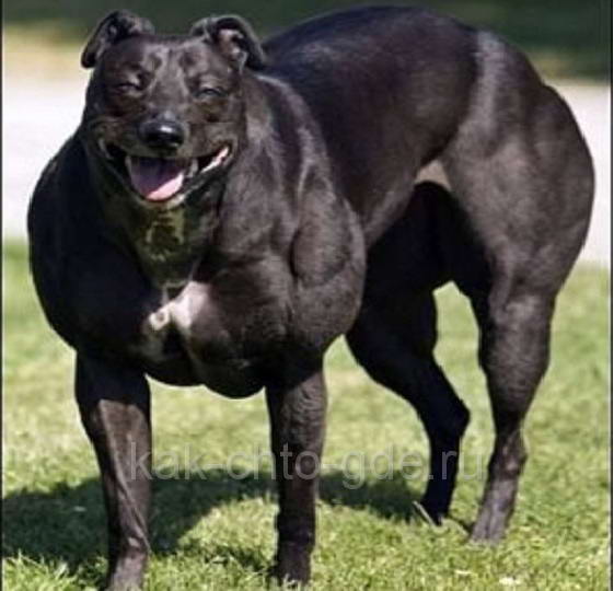 Самая москулистая собака в мире