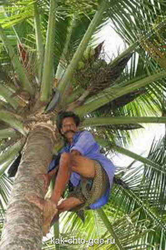 Coconut safety engineer