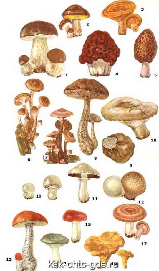 Грибы, грибы фото, как засолить грибы