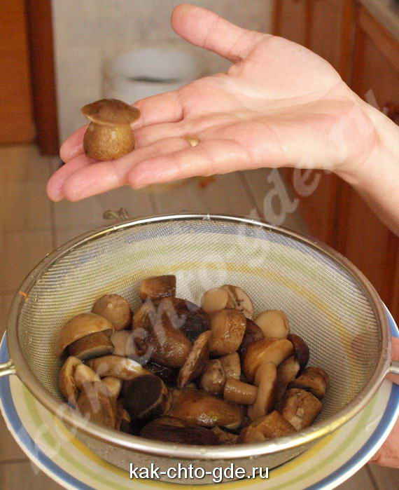 съедобные маринованные грибы фото
